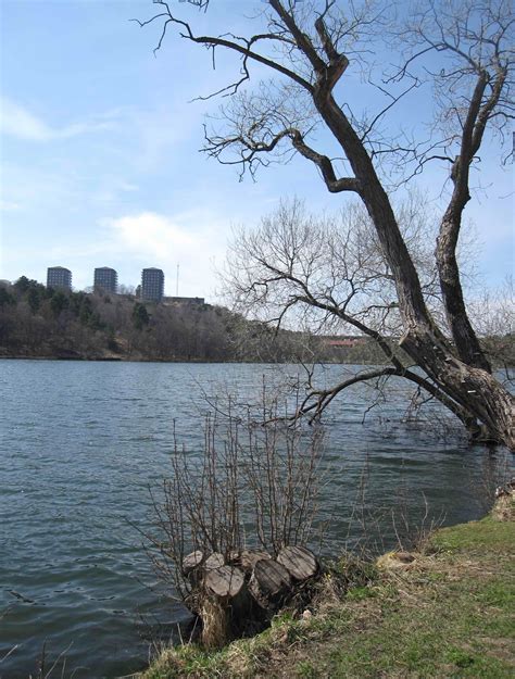 De Amores Y Relaciones El Lago Y El árbol