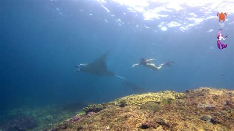 Syrena Singapores First Mermaid Swims With Manta Rays Youtube