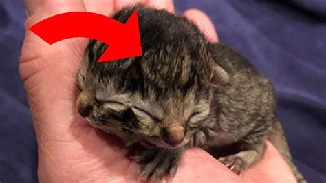 kitten rescued from dumpster turns out to be super rare youtube