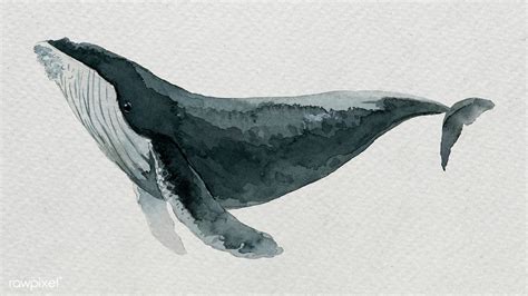 Humpback Whale Watercolor Painting On White Template Premium Image By