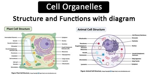 Cell Organelles Structure And Functions With Labeled Diagram Cell