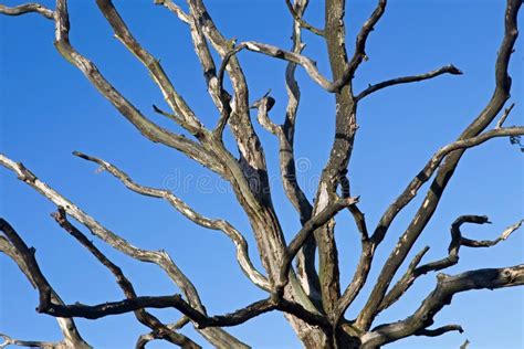 Branches Of A Dead Tree Stock Image Image Of Nature 46379745