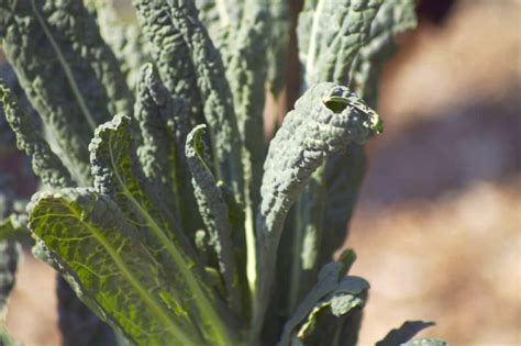 Growing Kale From Seeds Step By Step Guide Homestead Crowd