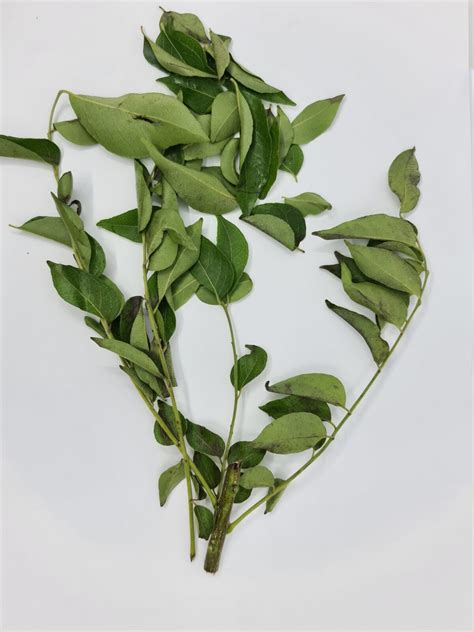 Curry leaves for hair mask: Curry Leaves Dried - Daun Kari Kering | Toko Indonesia