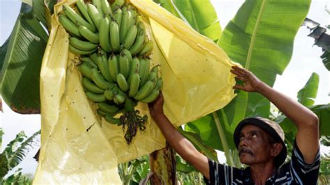 Banana Farmers Generate Rm12 000 A Month