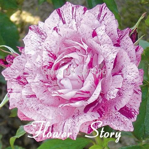 Free Shipping 20 Purple Dragon Rose Seeds Rare Beautiful Stripe Rose