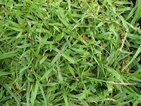 Overseeding Bermuda Grass Naturallist