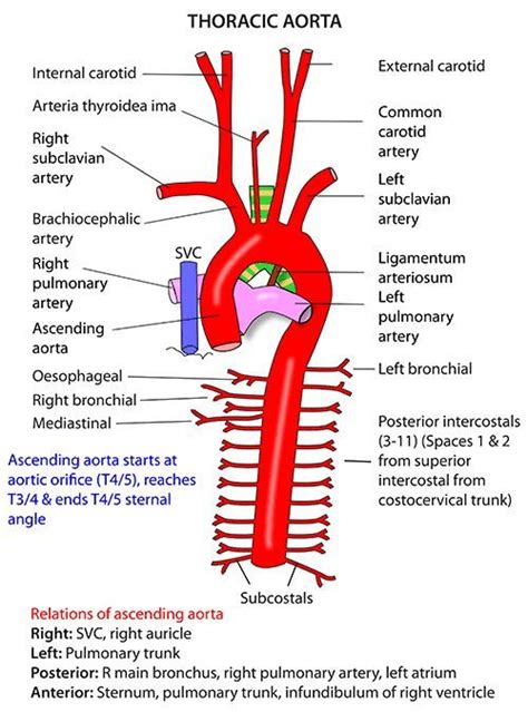 Thorax Vessels Arteries Ascending Aorta Arteries Anatomy Human