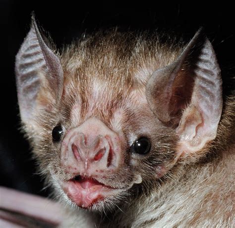 Bats Are The Only Animals That Can Fly But Vampire Bats Have An Even