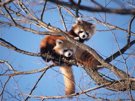 Learn And Support Red Pandazine