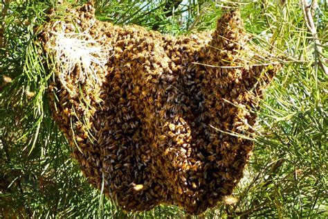 Las personas que tienen huertos y aprecian la importancia de las abejas en el entorno natural pueden tratar de mantener sus propias abejas. Corona Apicultores: MULTIPLICACIÓN DE COLMENAS