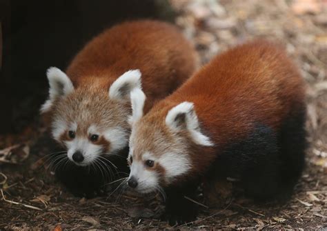 Zoo Names Baby Red Pandas After Famous Historical Figures