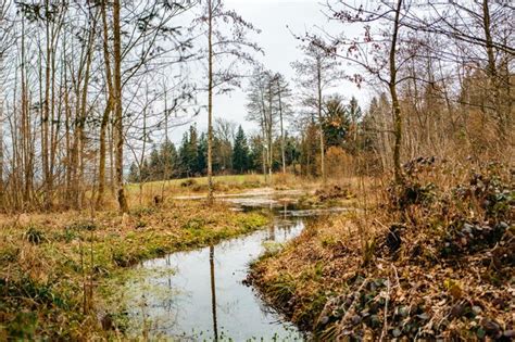 Premium Photo River Passing Through Forest