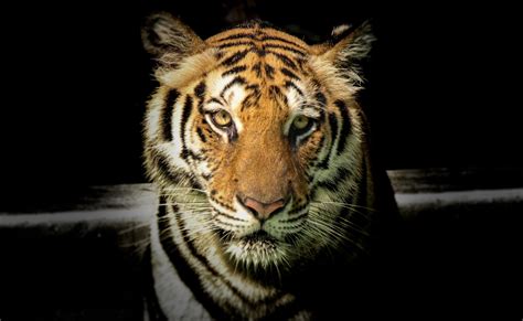 Free Images Mammal Vertebrate Wildlife Bengal Tiger Whiskers