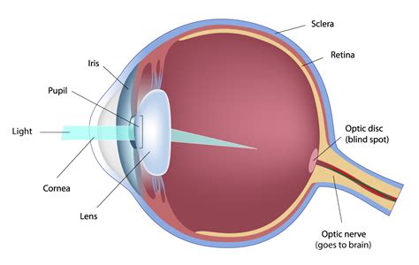 How The Eye Works — University Retina