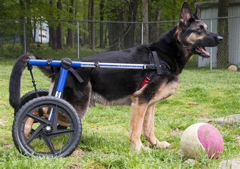 German Shepherd Hip Dysplasia Causes Symptoms And Treatment