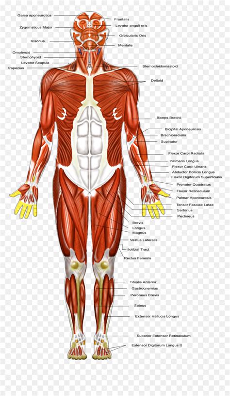 Labelled Diagram Of Muscular System