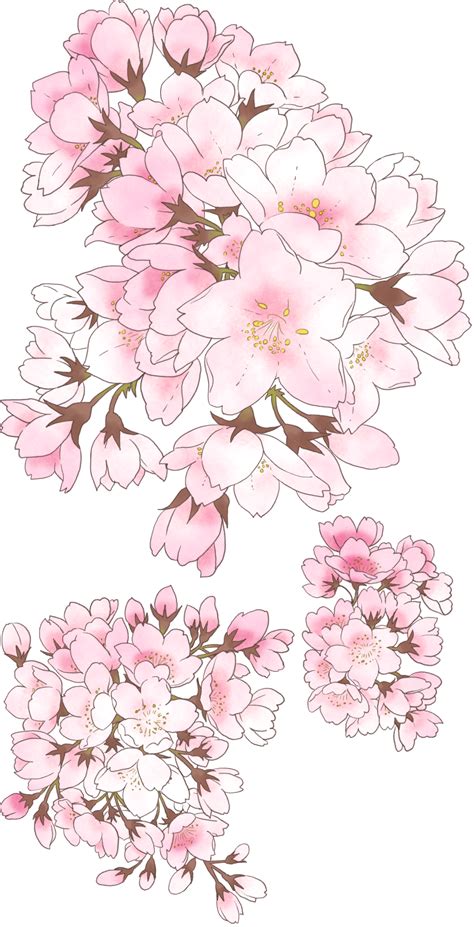 Yvonne De Salle Flower Drawing Cherry Blossom Art Blossoms Art