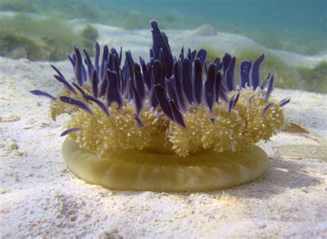 Cassiopea Species Upside Down Jellyfish Boca Chica Dominican