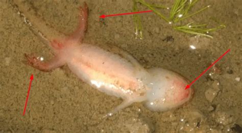 13 Most Common Axolotl Diseases