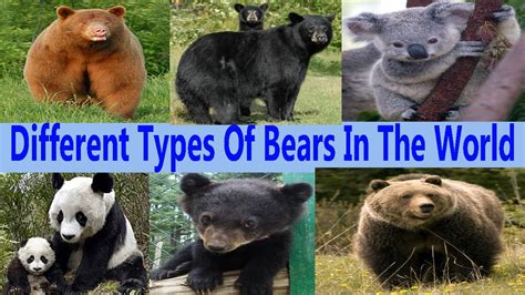 Different Types Of Bears In The World K