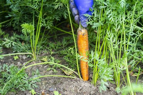 Fresh Carrot Harvest Stock Photo Image Of Field Farming 209406642