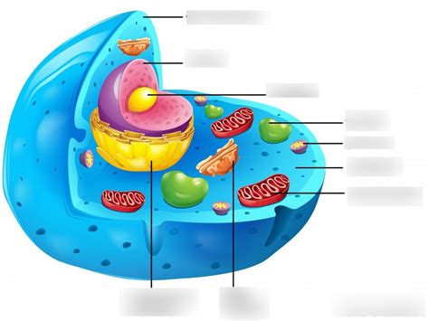Cell Organelle Review Diagram Quizlet