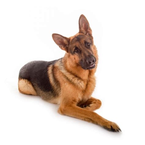 German Shepherd Dog Breed Bio From Alldogboots Alldogboots Blog