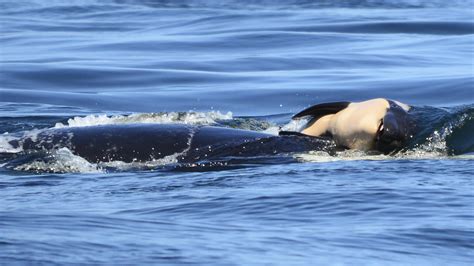 After Calfs Death Orca Mother Carries It For Days In Tragic Tour Of