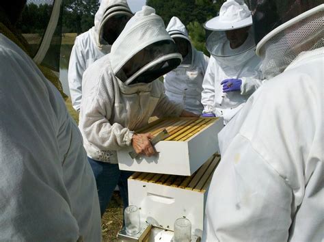 Honey Bee Hive Inspections · Free Photo On Pixabay