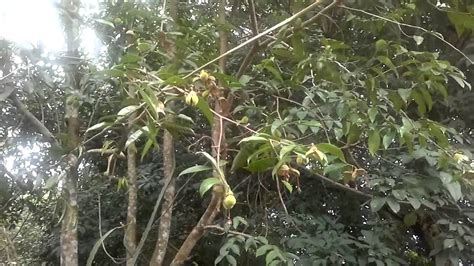 Terpenoids found in its leaves with sedative and anxiolytic effects found in our agarwood leaves would relax your body and calm. AGARWOOD ARREE COMPANY LIMITED. - YouTube