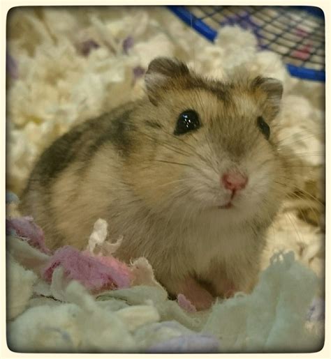 Winter White Dwarf Hamster