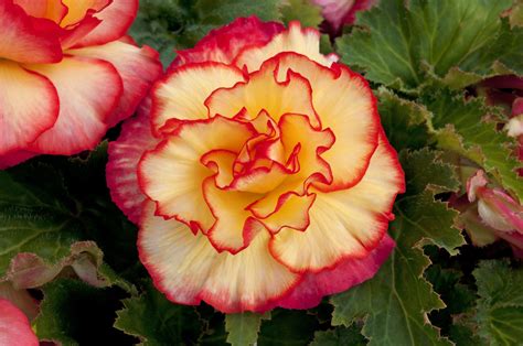 tuber begonia with extra large ruffled double flowers bégonia fleurs plante