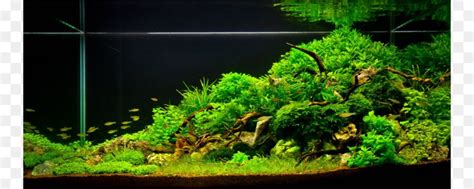 Aquascape designs include a number of distinct styles. Image result for aquascaping | Aquarium landscape ...