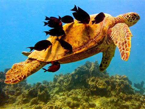 Honu Hawaiian Diving Hawaiian Green Sea Turtle