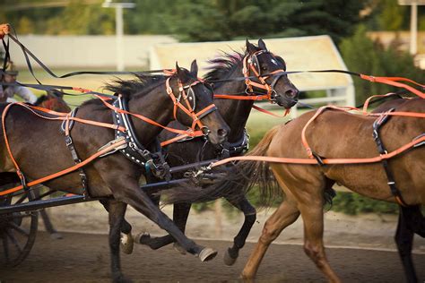 10 Best Driving Horse Breeds For Pulling A Carriage