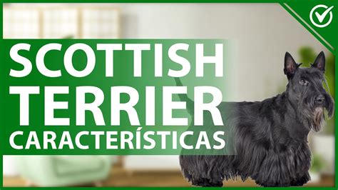 🐩 Perro Scottish Terrier Características Y Temperamento Del Terrier