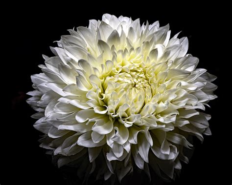 Desktop Wallpapers White Flowers Chrysanthemums Closeup Black
