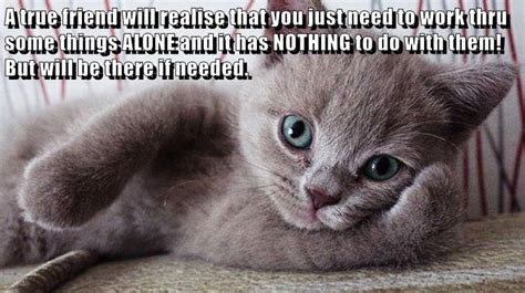 A True Friend Lolcats Lol Cat Memes Funny Cats Funny Cat