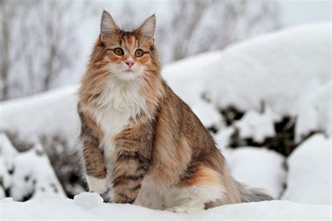 Everything You Need To Know About The Norwegian Forest Cat Catsmart