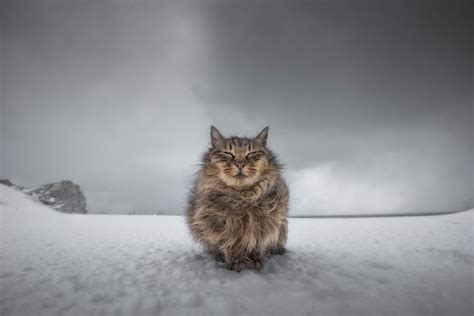 ギャラリー：北の漁港に生きるたくましい猫たち ナショナルジオグラフィック日本版サイト
