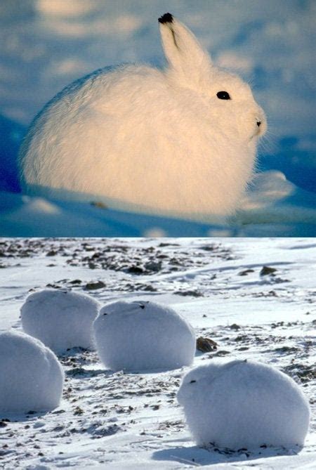 Cute Arctic Hare First Aww