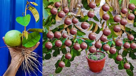 Great Method Of Growing Star Apple Tree Using Star Apple Fruit With