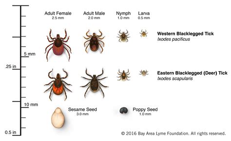 Blacklegged Tick Bay Area Lyme Foundation