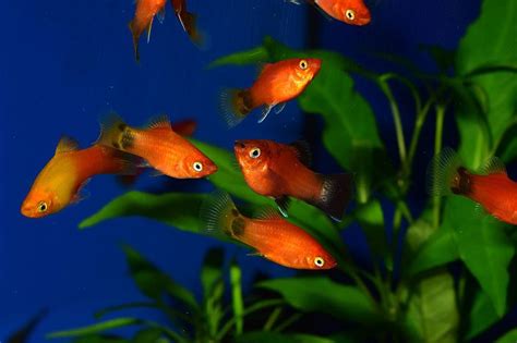 Top 10 Most Popular Platy Fish Types Pets And Animals Tips