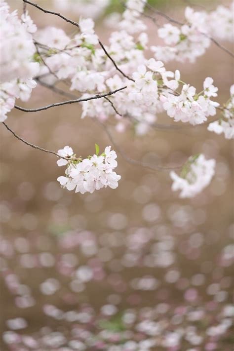 White Cherry Blossoms Iphone 4s Wallpapers Free Download