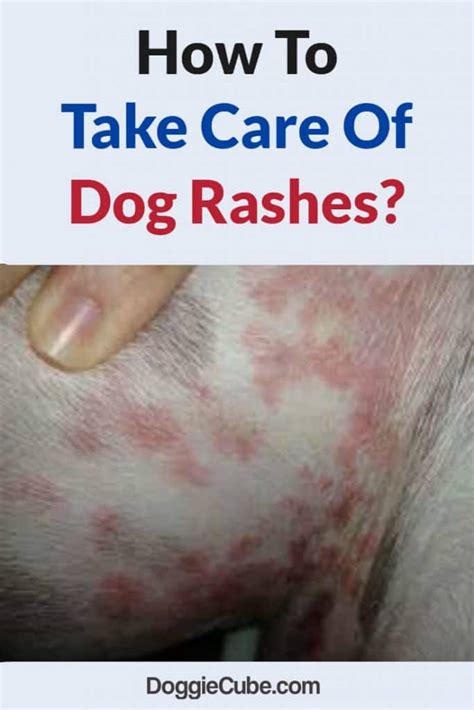 Doggie Cube How To Take Care Of Dog Rashes Doggie Cube