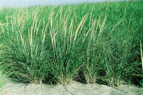 Ornamental Grasses American Beach Grass Coastal Landscaping Coastal