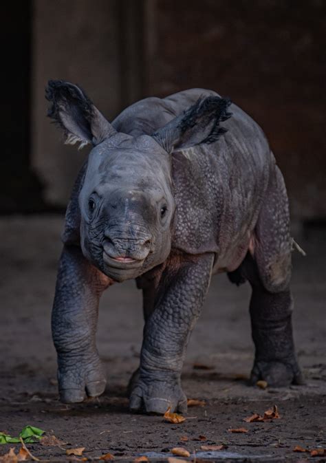 Rare Greater One Horned Rhino Born At Chester Zoo Zooborns