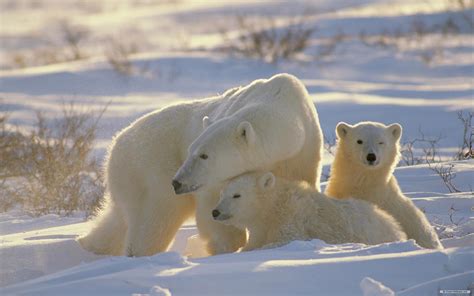 Polar Bear Hd Wallpaper Background Image 2560x1600